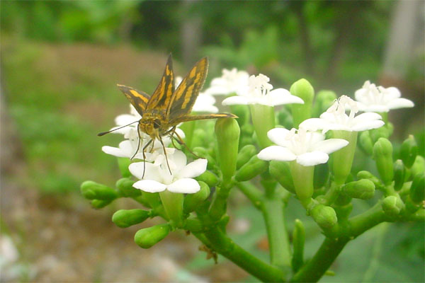 a moth with two sets of wings, seen from the front